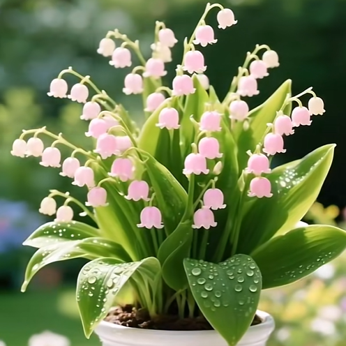 💐Lily of the Valley—Happiness Arrives