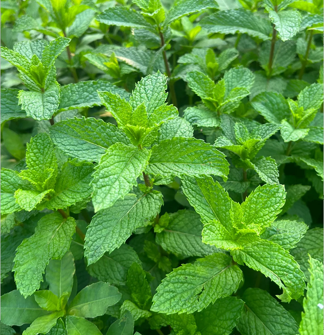 Potted Mint Seeds