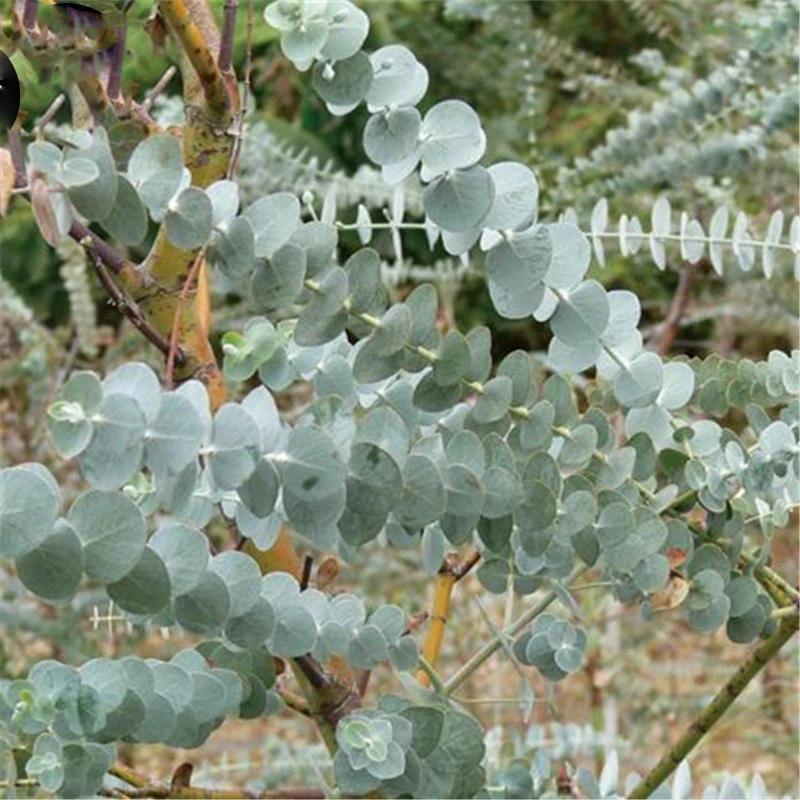 Egrow 50 Pcs/Pack Eucalyptus Seeds Silver Dollar Tree Eucalyptus Cinerea