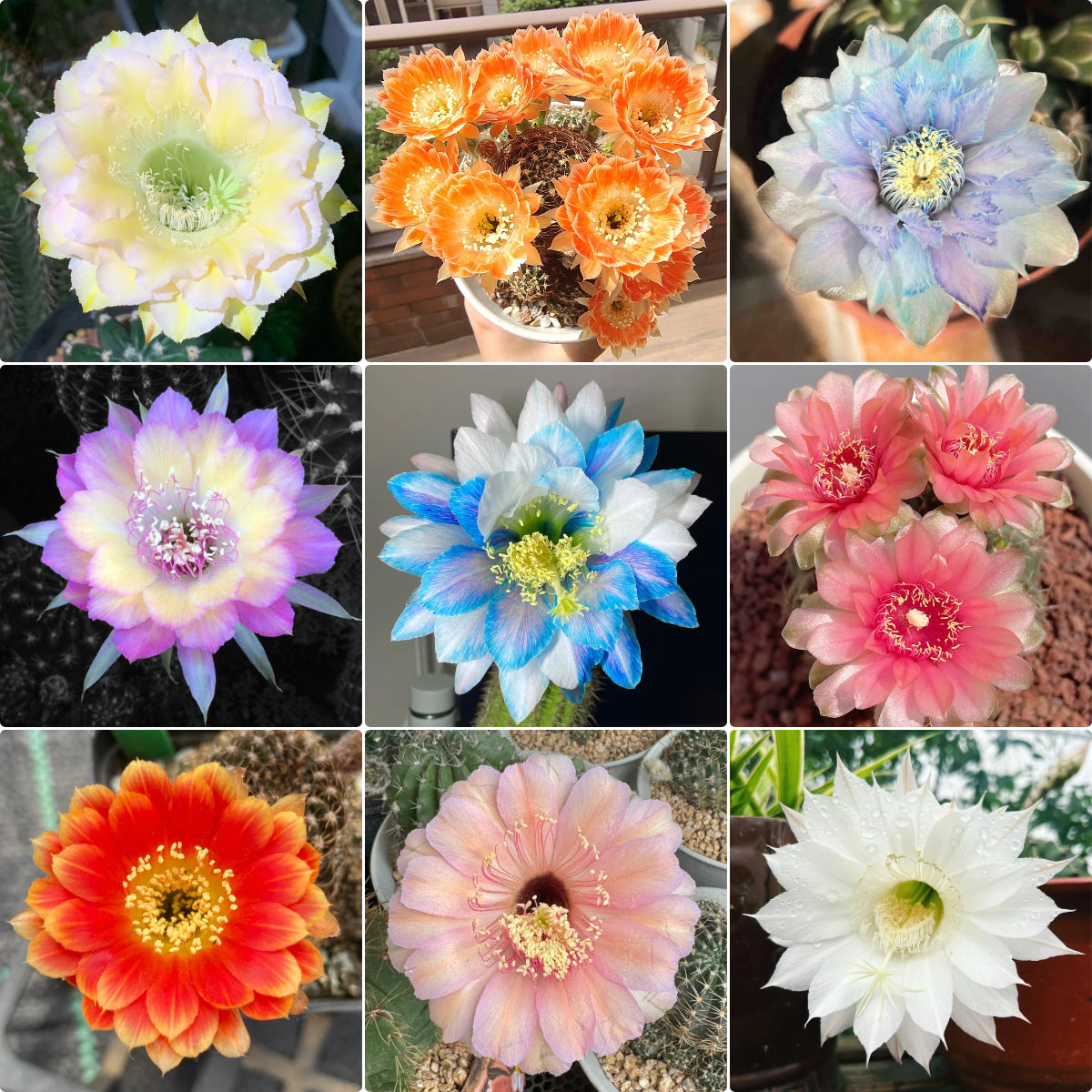 Flowering Echinopsis Cactus Species Mix🌵🌸