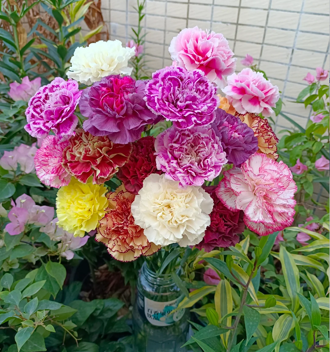 Multicolor Carnation Seeds