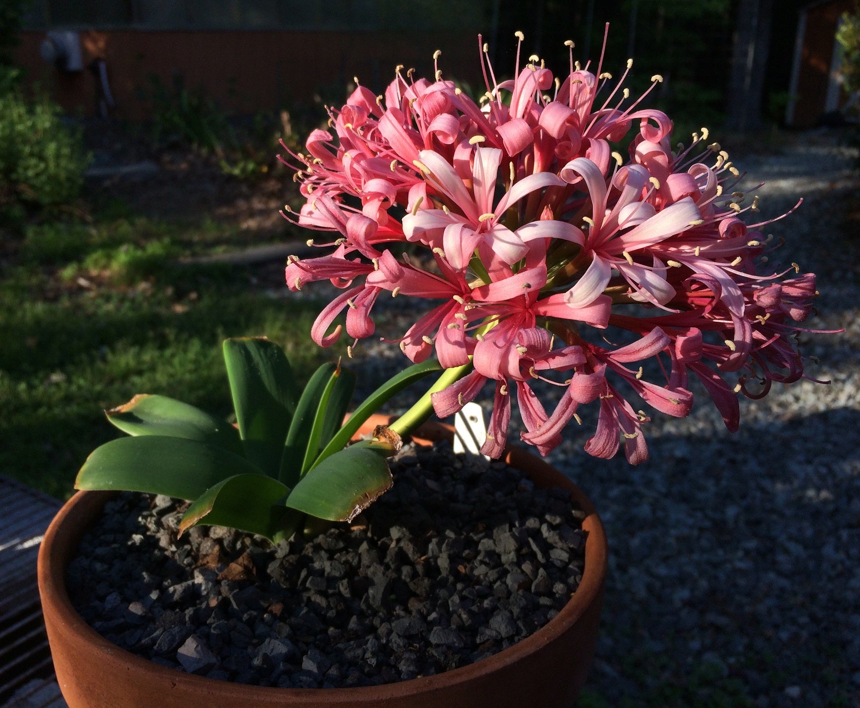 Ammocharis coranica - Ground lily