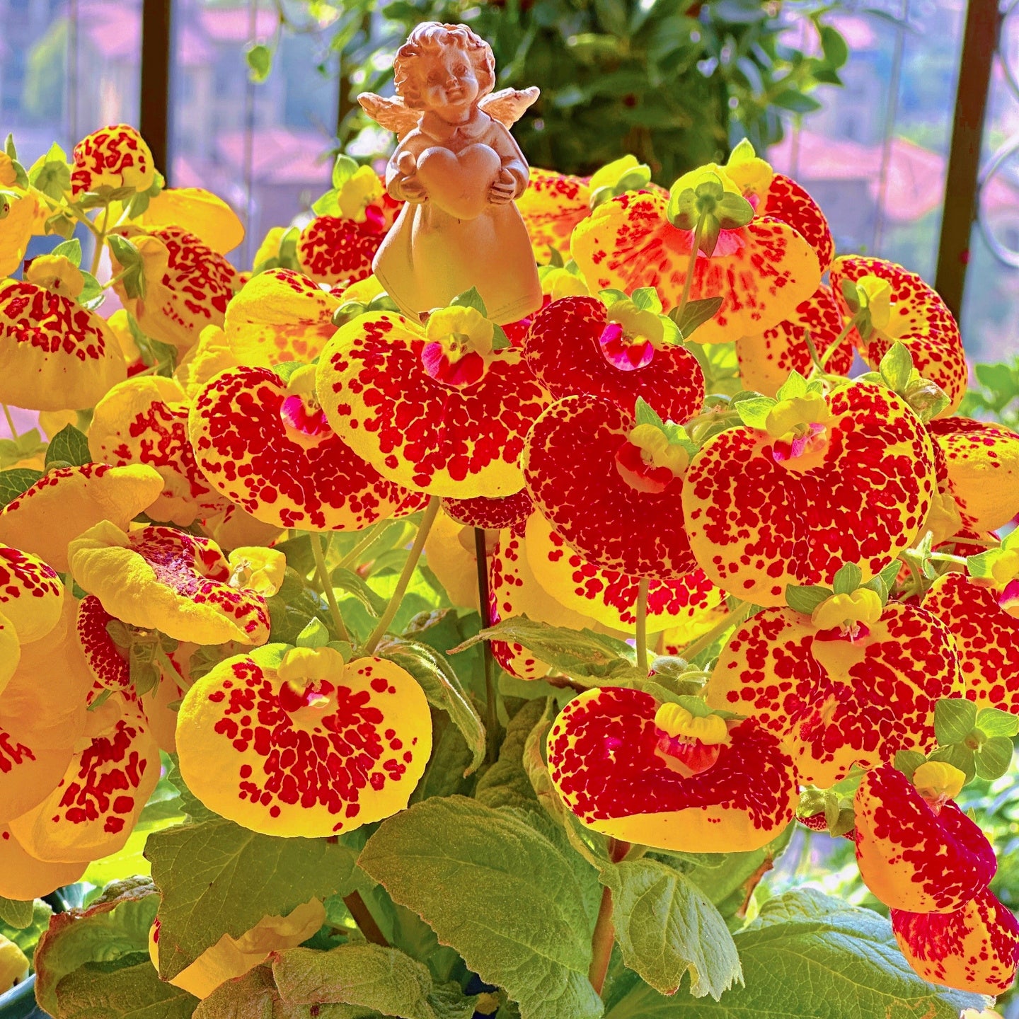 Calceolaria  Crenatiflora Seeds