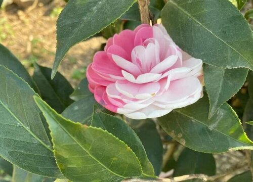 Camellia Flower Seeds