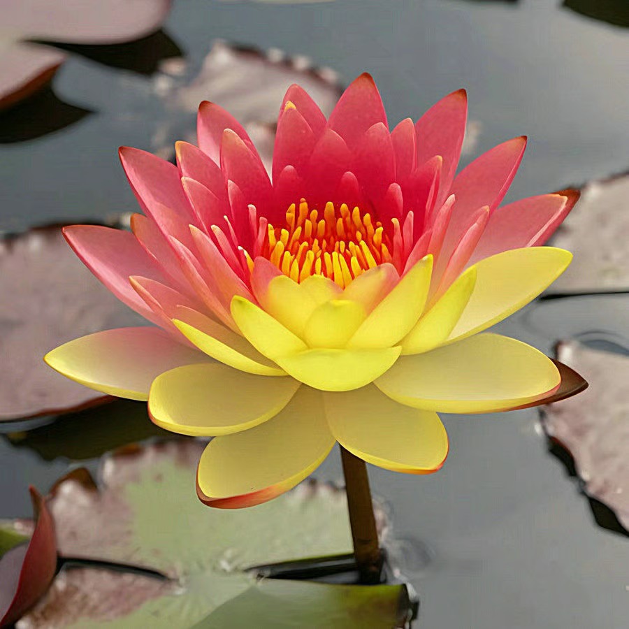 🌸 Hydroponic Lotus — Fresh, Simple & Beautiful