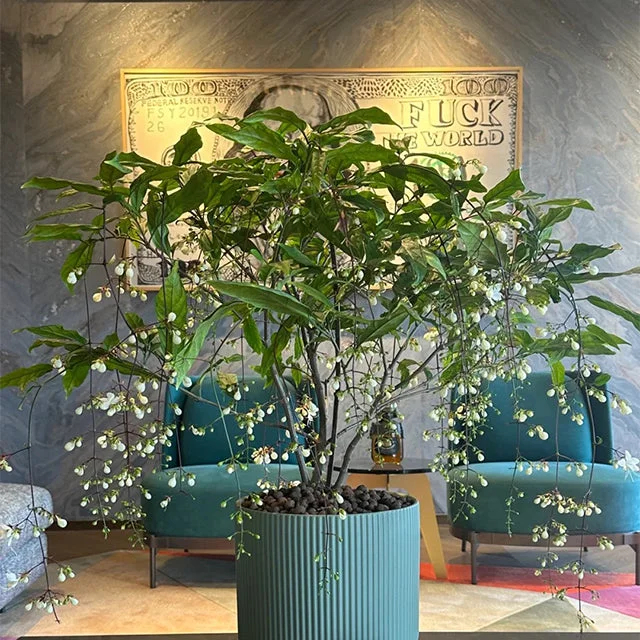 🌸Weeping Jasmine Seeds - White Jade Butterfly🌿❄️