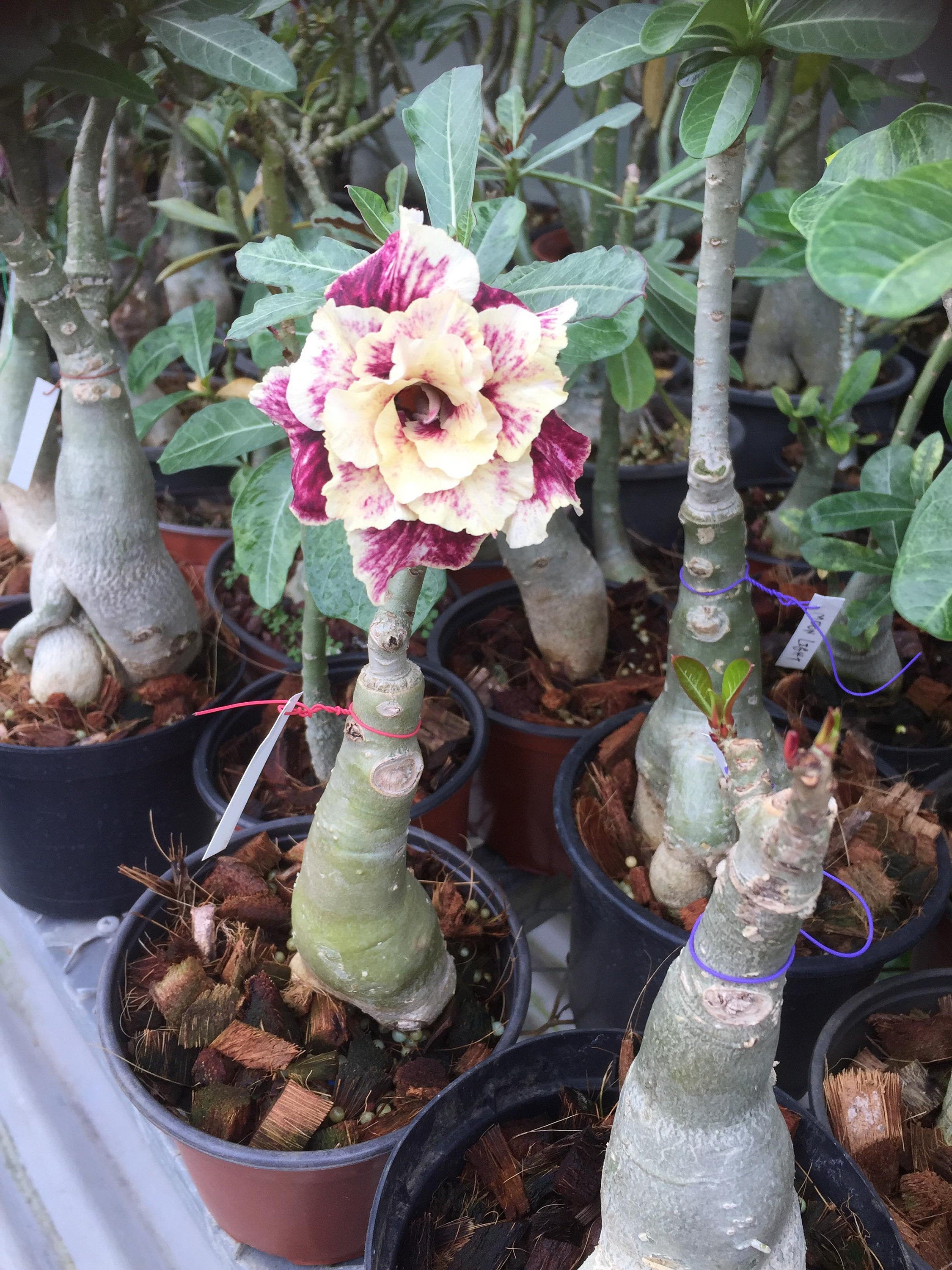 Golden Year Desert Rose