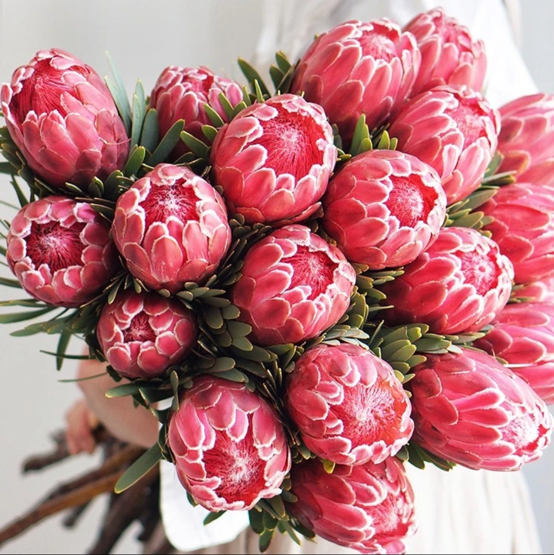 South African Princess Flower Seeds