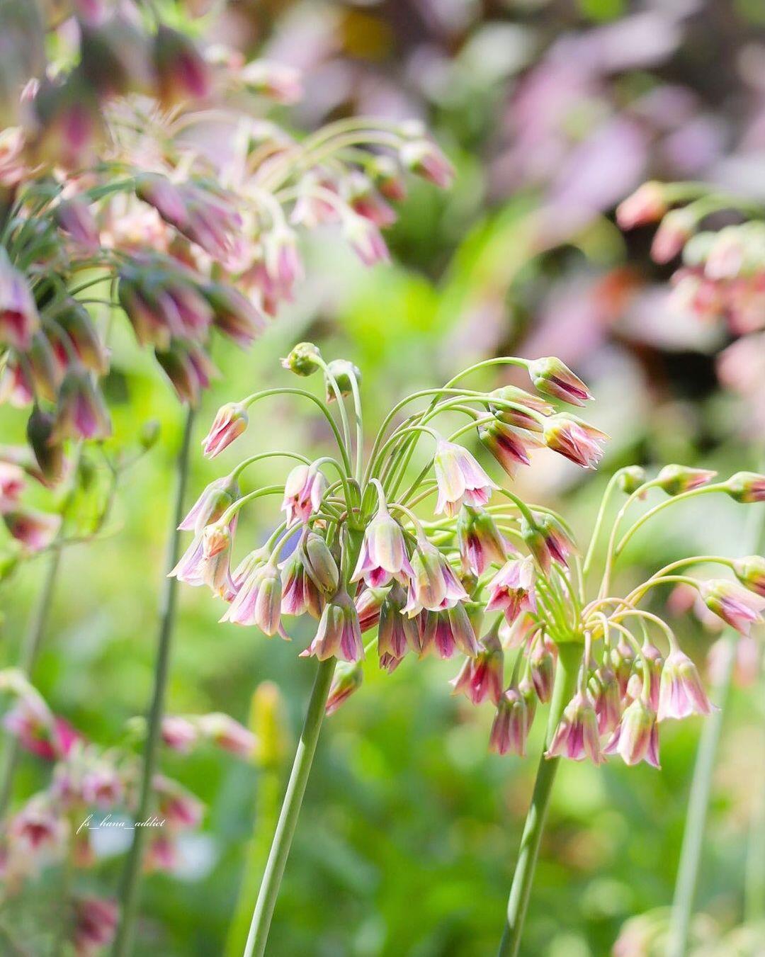 Sicilian Honey Garlic (Bee Lily) Seeds