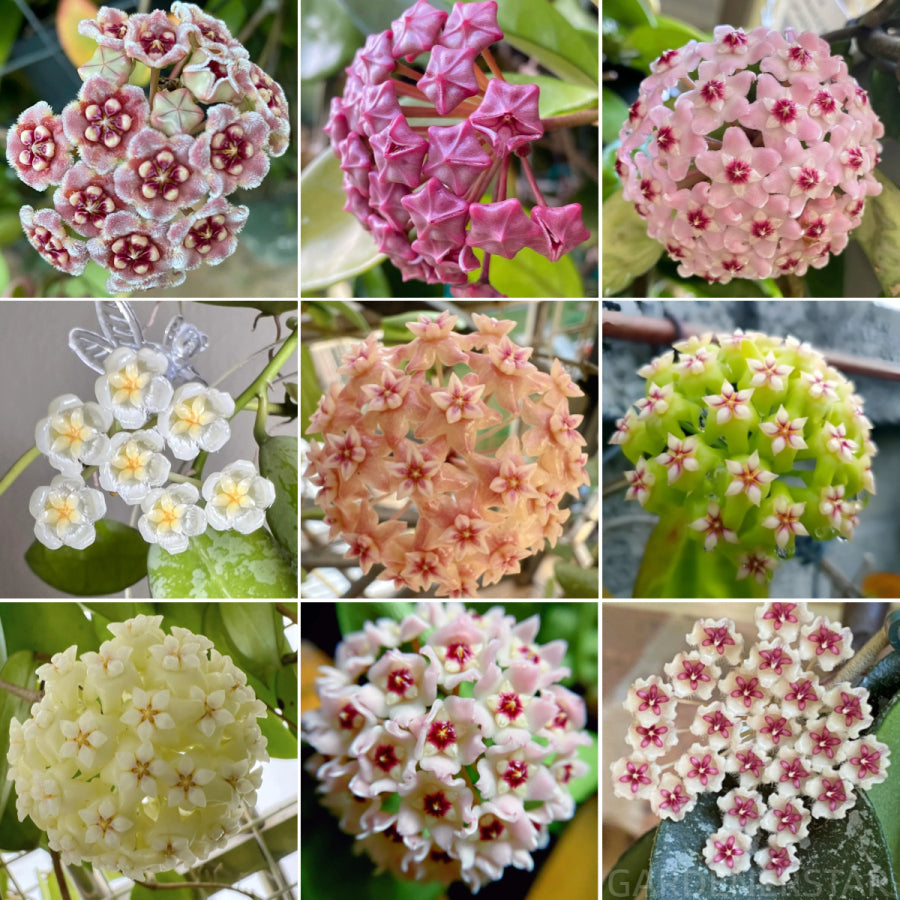 ⭐️Hoya Carnosa Flower Seeds 丨Star-shaped Flower Ball