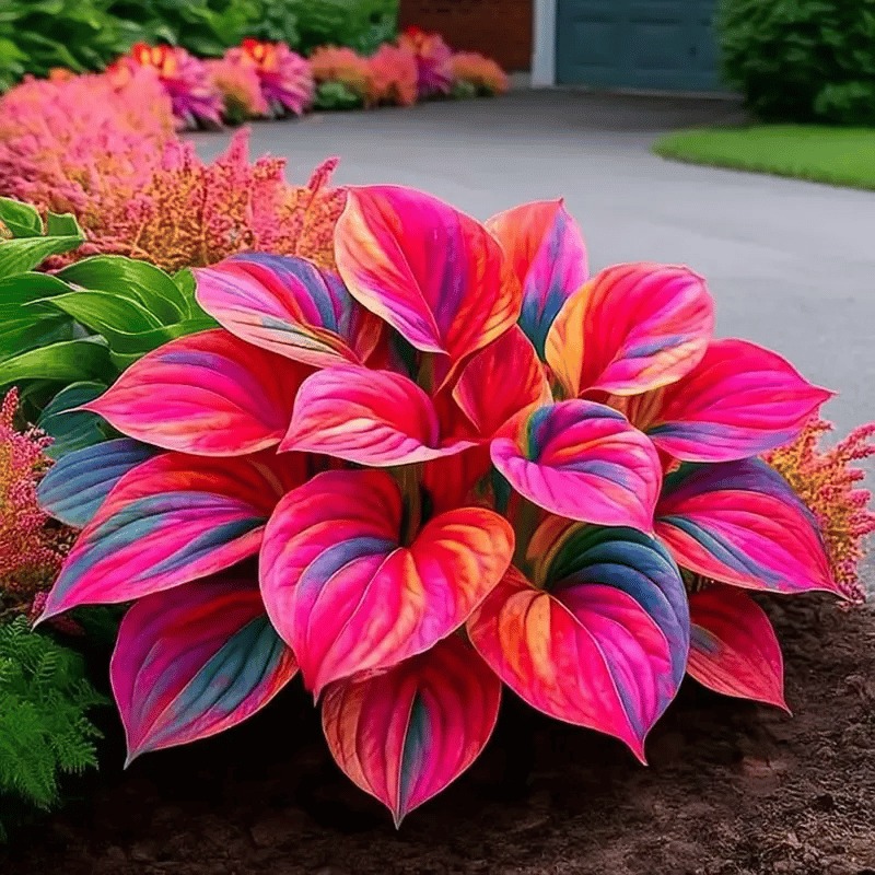 🌈🔥 Limited Edition Rainbow Flame Hostas -Rare Multicolor Foliage🌸
