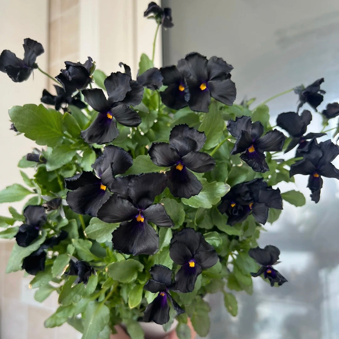 Pansy Seeds Black Devil Pansy