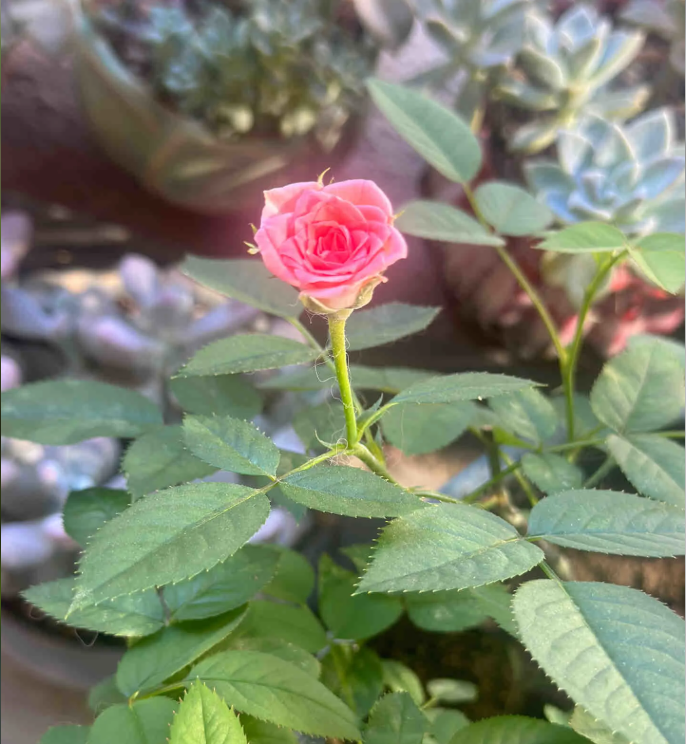 Rosa 'Suehime' Seeds