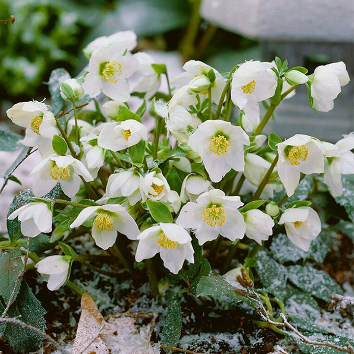 Honeymoon Hellebore, Christmas Rose