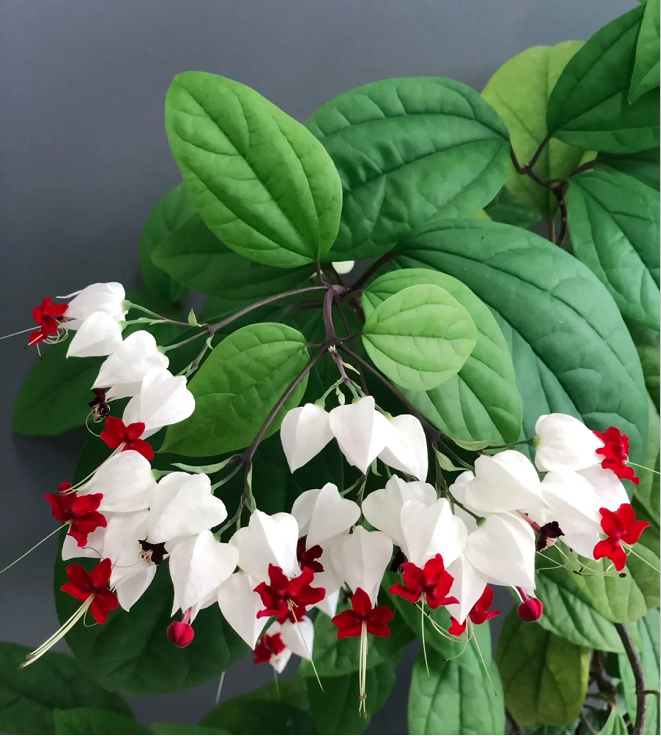 🌼Bleeding Heart Vine Pot Seeds