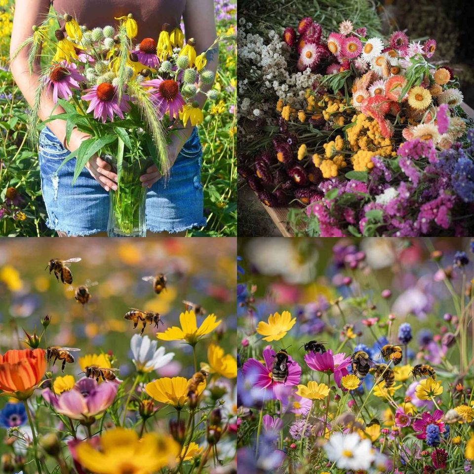 🌸Mixed Perennial Flowers Seeds-Over 60 kinds mixed
