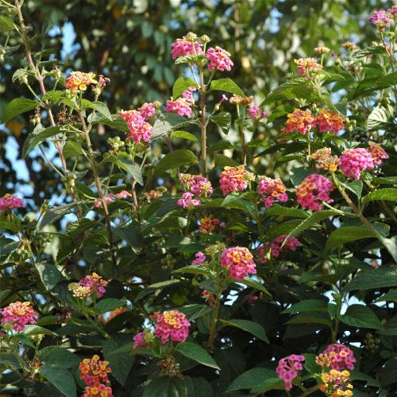 Egrow 30 Pcs/Pack Lantana Seeds Lantana Camara Tree Plan Flower Seeds Home Garden Seeds