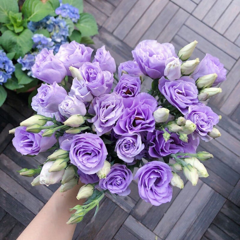 🌺 Lisianthus (Thornless Rose) — Elegance, Color & Year-Round Beauty