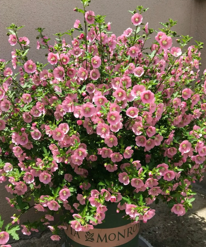 🌸Little Hibiscus Syriacus Seeds