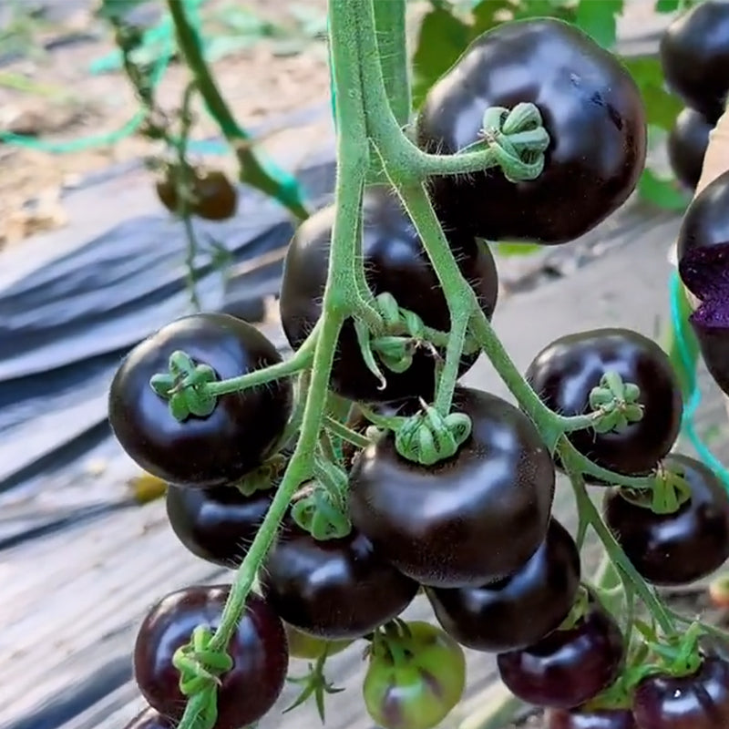 Rare Pruple Tomato Seeds No-Gmo