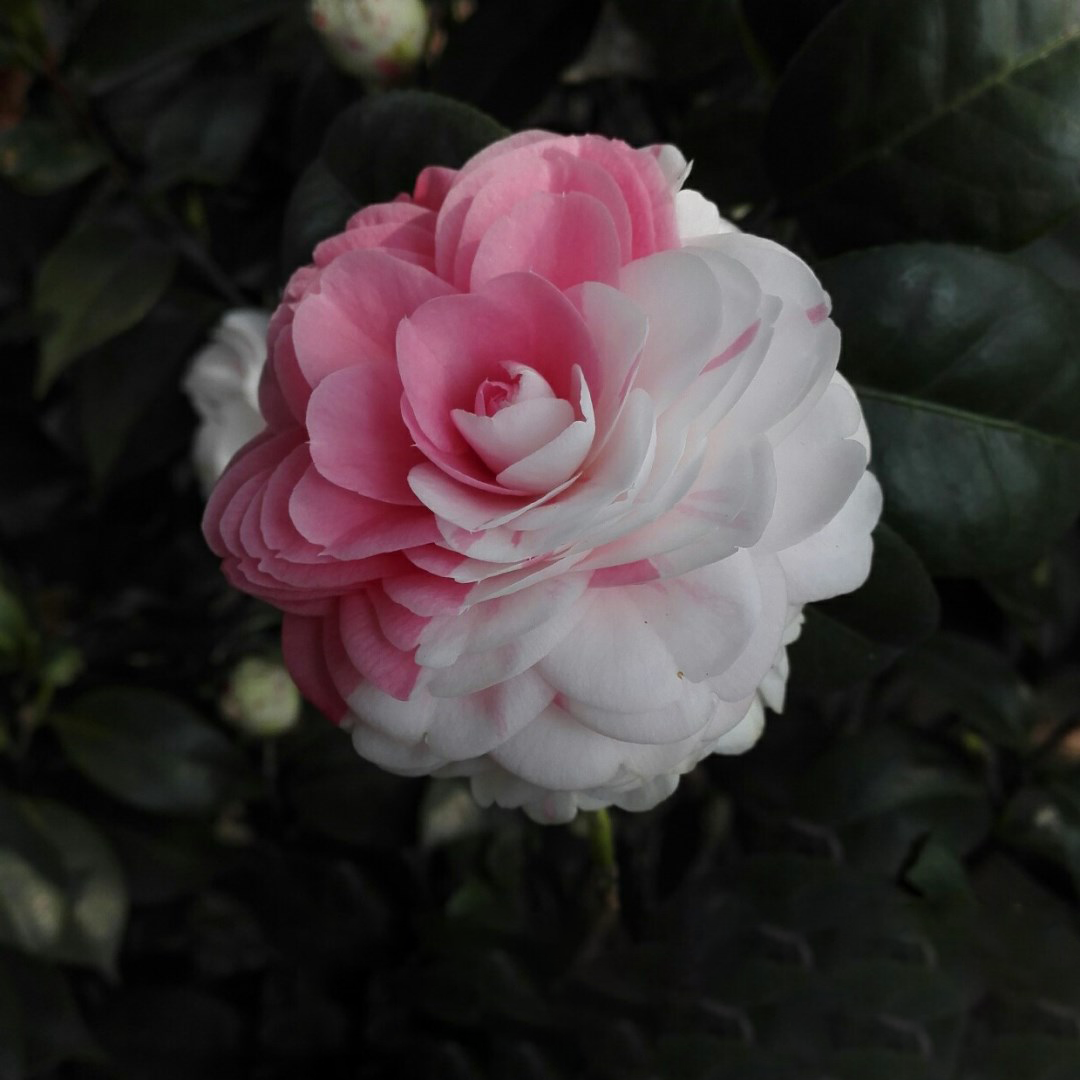 Camellia Flower Seeds