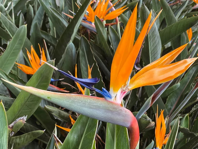 Bird of Paradise: Plant Care & Growing Guide