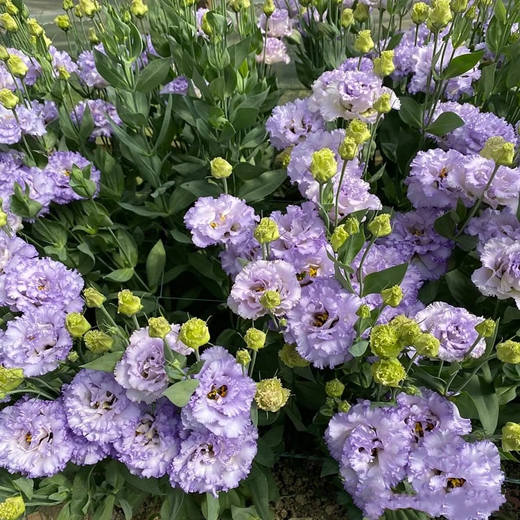🌺 Lisianthus (Thornless Rose) — Elegance, Color & Year-Round Beauty