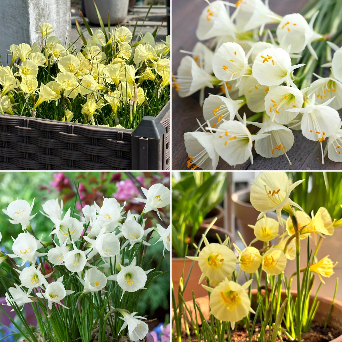 Narcissus bulbocodium Golden Bells