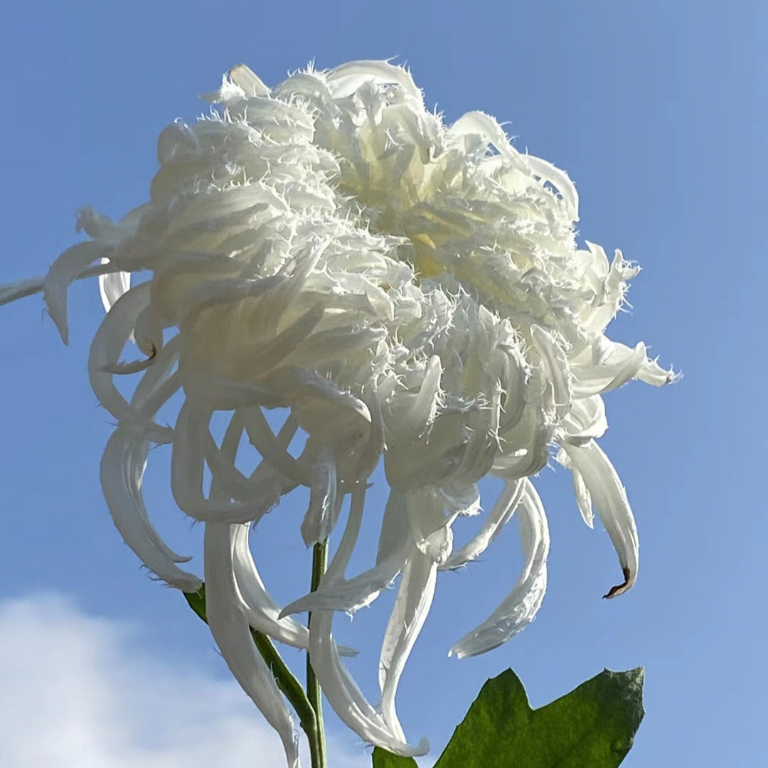 Chrysanthemum Flower Seeds- Elegant Flower