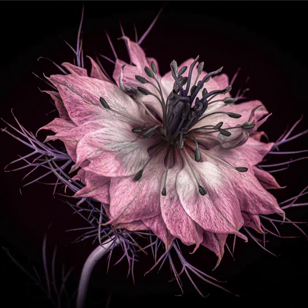 Nigella Sativa-Love in the Mist