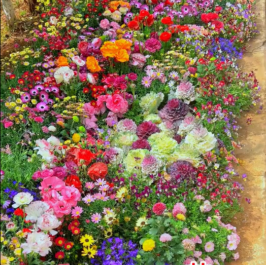 🌸Mixed Perennial Flowers Seeds-Over 60 kinds mixed