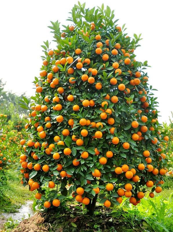 Kumquat Tree Seeds