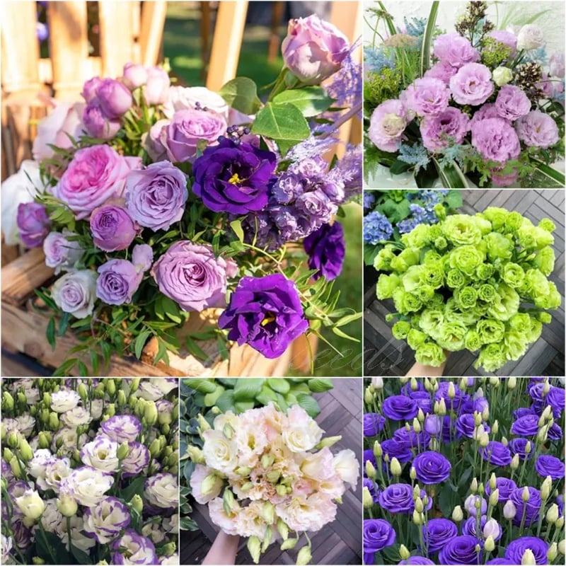 🌺 Lisianthus (Thornless Rose) — Elegance, Color & Year-Round Beauty
