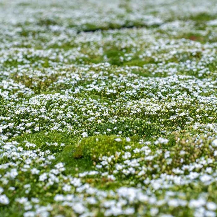 🌳Irish Moss Pearl Grass Seeds for Garden Yard Lawn