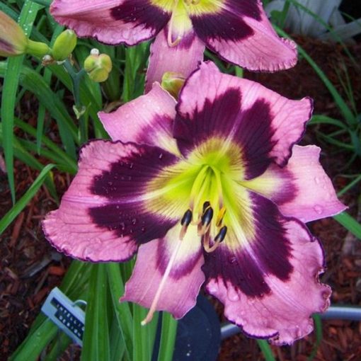 Daylily Hybrid Flowers Seed