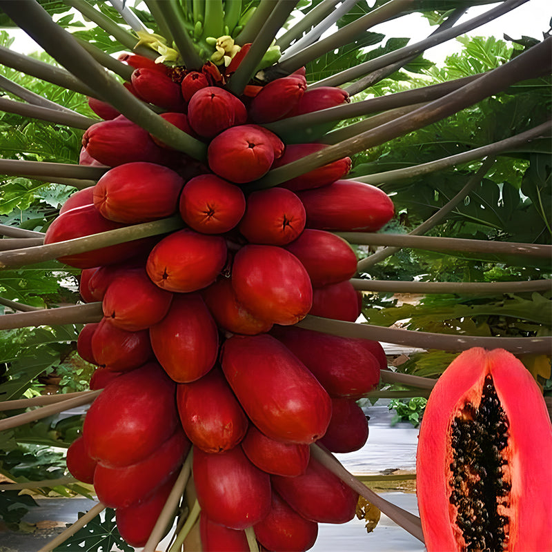 Organic Papaya Tree Seeds Heirloom Edible