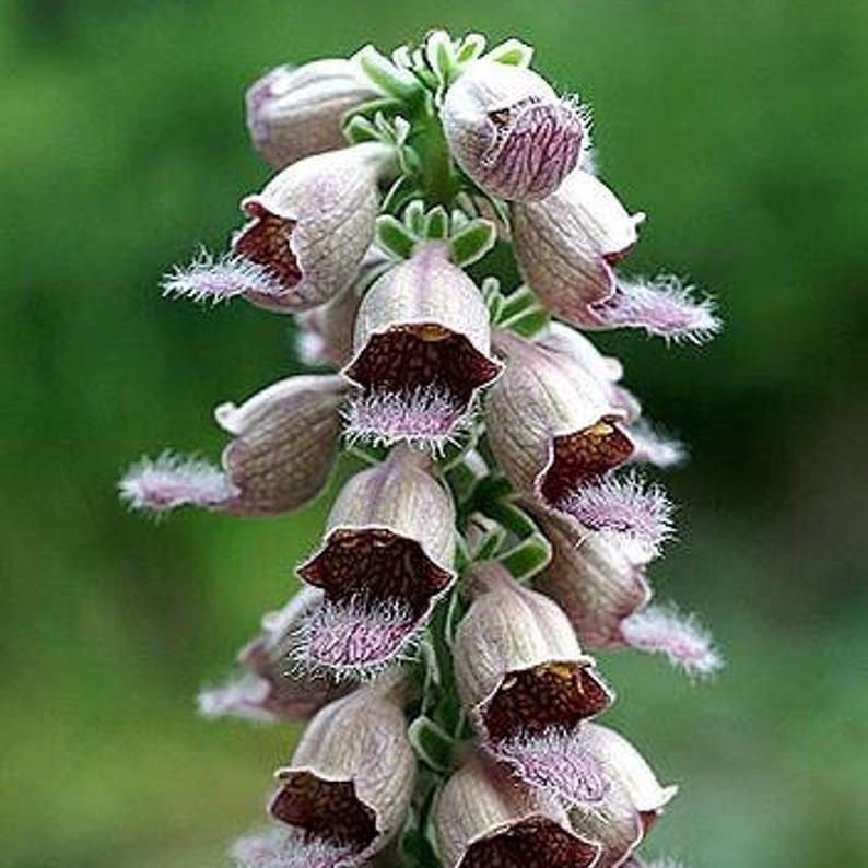 RUSTY FOXGLOVE Hummingbird Flower Digitalis Ferruginea Yellow Herald Seeds