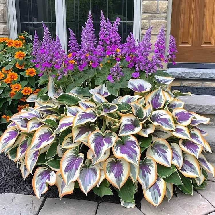 🌈🔥 Limited Edition Rainbow Flame Hostas -Rare Multicolor Foliage🌸