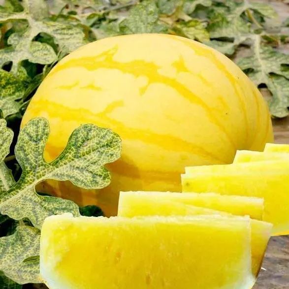 Gold In Gold Hybrid Watermelon Seeds