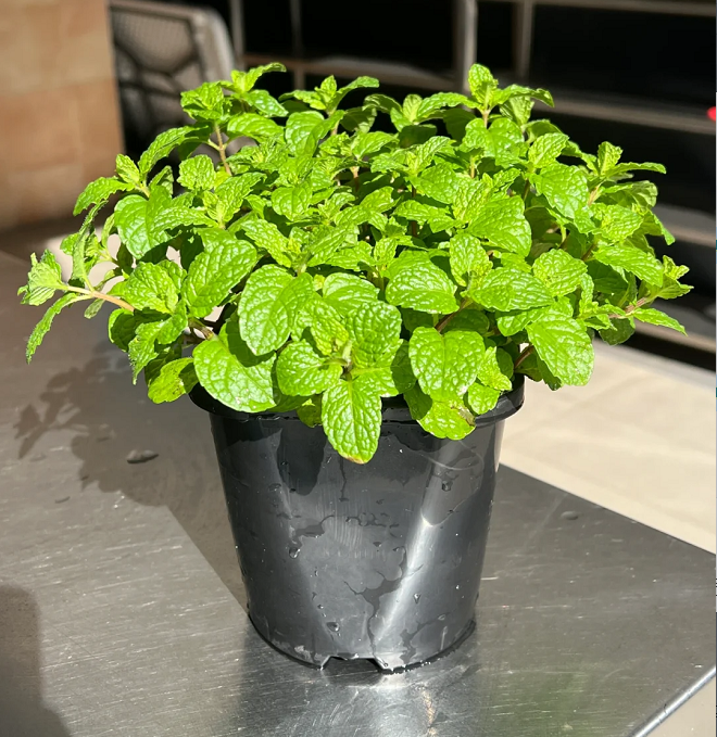 Potted Mint Seeds