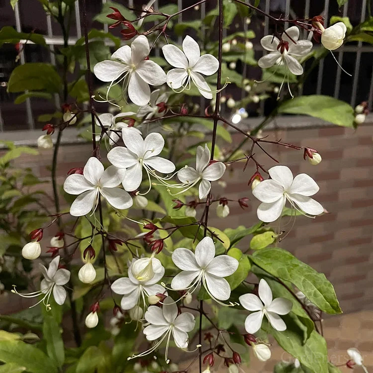 🌸Weeping Jasmine Seeds - White Jade Butterfly🌿❄️