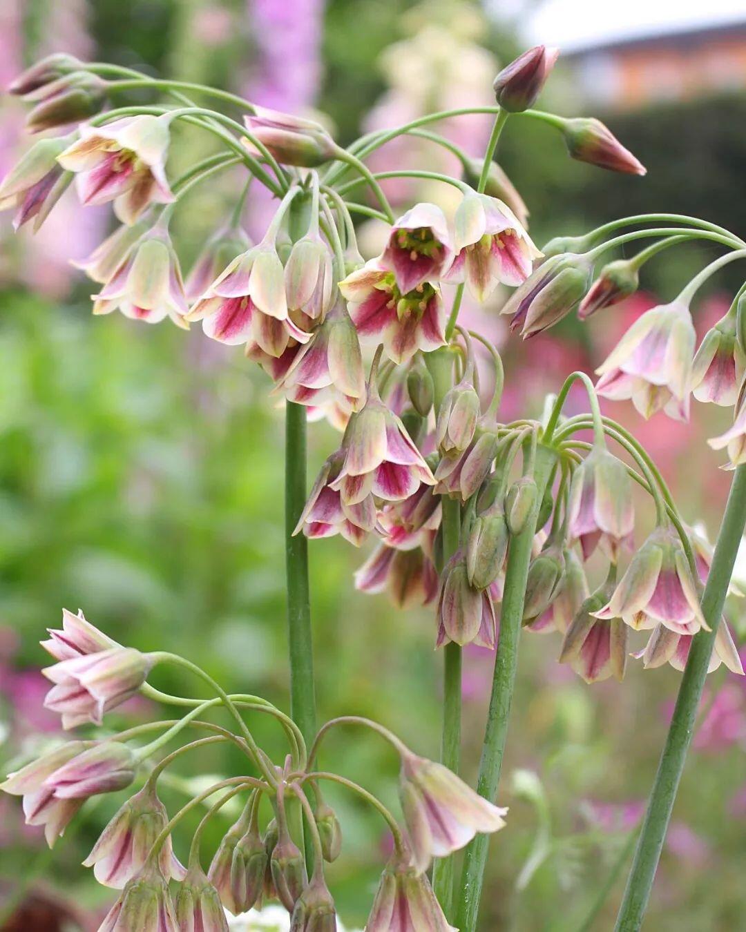 Sicilian Honey Garlic (Bee Lily) Seeds