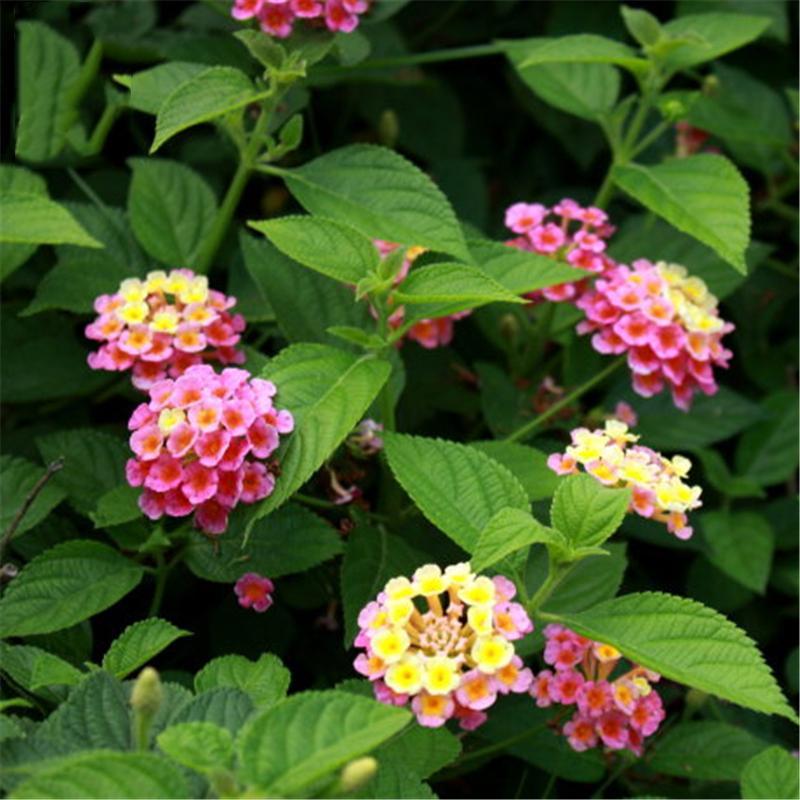 Egrow 30 Pcs/Pack Lantana Seeds Lantana Camara Tree Plan Flower Seeds Home Garden Seeds