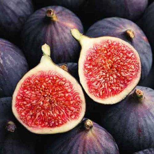 Rainbow Fig Seeds