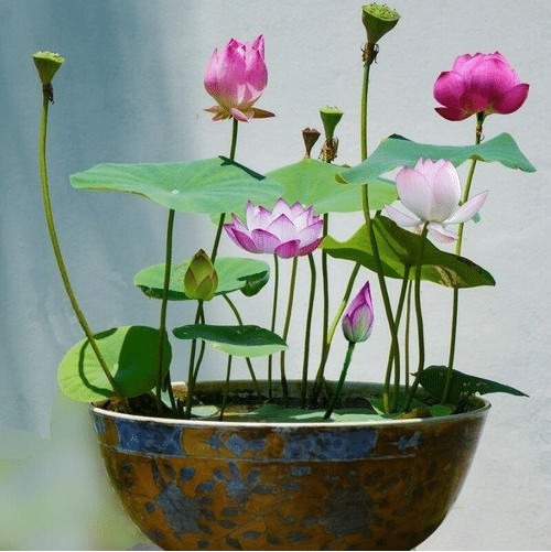 🌸 Hydroponic Lotus — Fresh, Simple & Beautiful