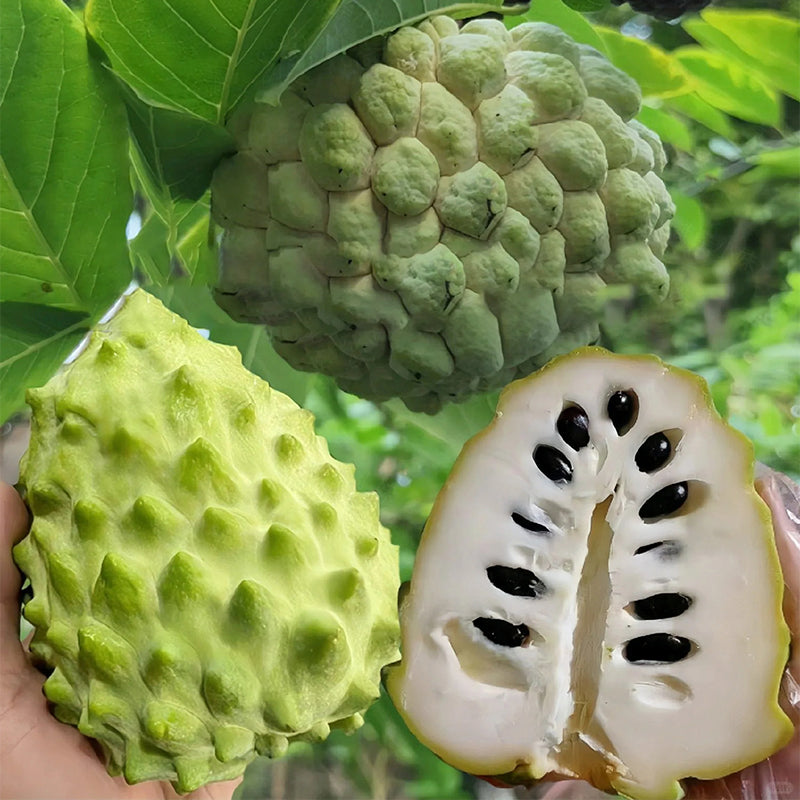 Sugar Apple Seeds