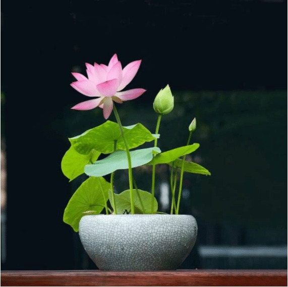 🌸 Hydroponic Lotus — Fresh, Simple & Beautiful