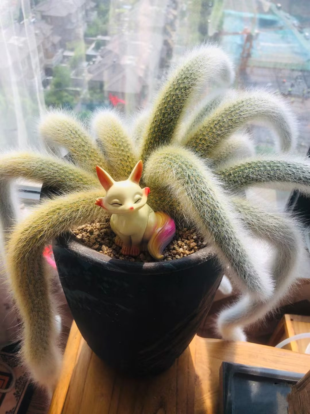 Monkey Tail Cactus Seeds-Nine Tailed Fox