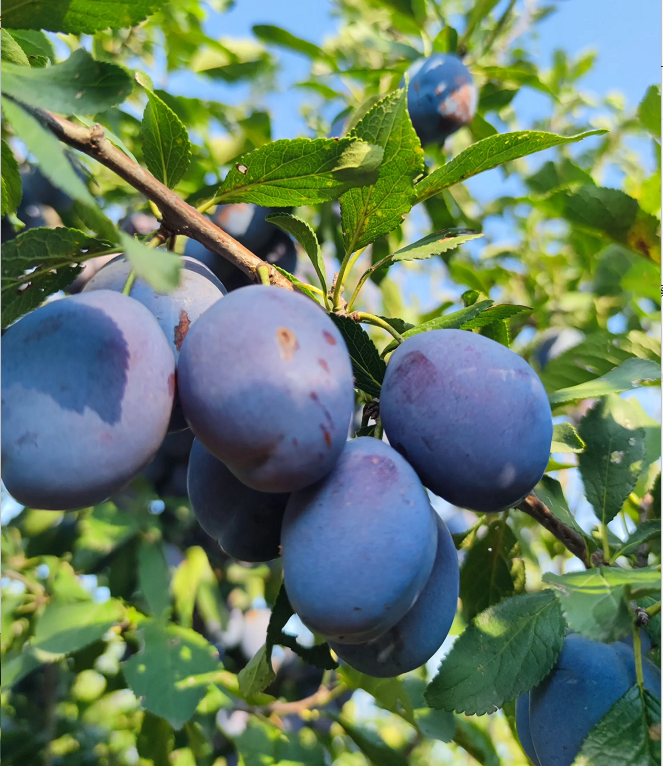 Damson Blue Plums Fruit Seeds