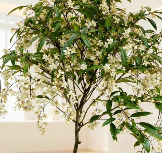 🌸Weeping Jasmine Seeds - White Jade Butterfly🌿❄️
